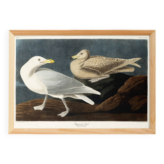 Poster about the Great Gull, based on an old engraving from 1827.