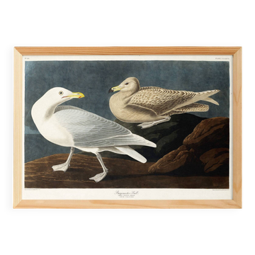 Affiche sur le Goéland bourgmestre, d’après une gravure ancienne de 1827.