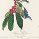 Poster about the Azure Warbler, after an old engraving from 1827.