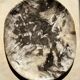 Very large empty pocket or dish in petrified wood