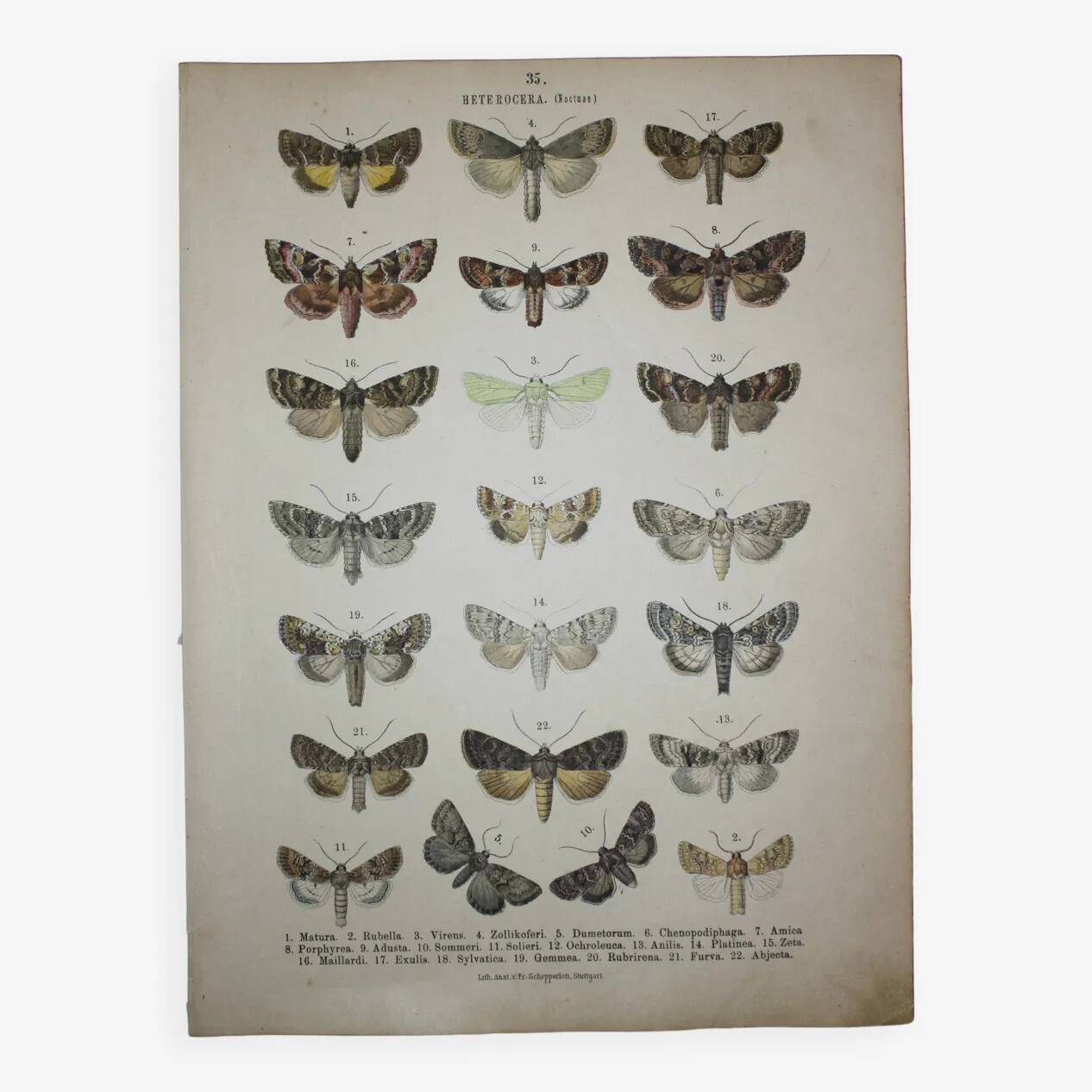 Set of 4 antique butterfly engravings (19th century lithographs)