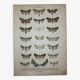 Set of 4 antique butterfly engravings (19th century lithographs)