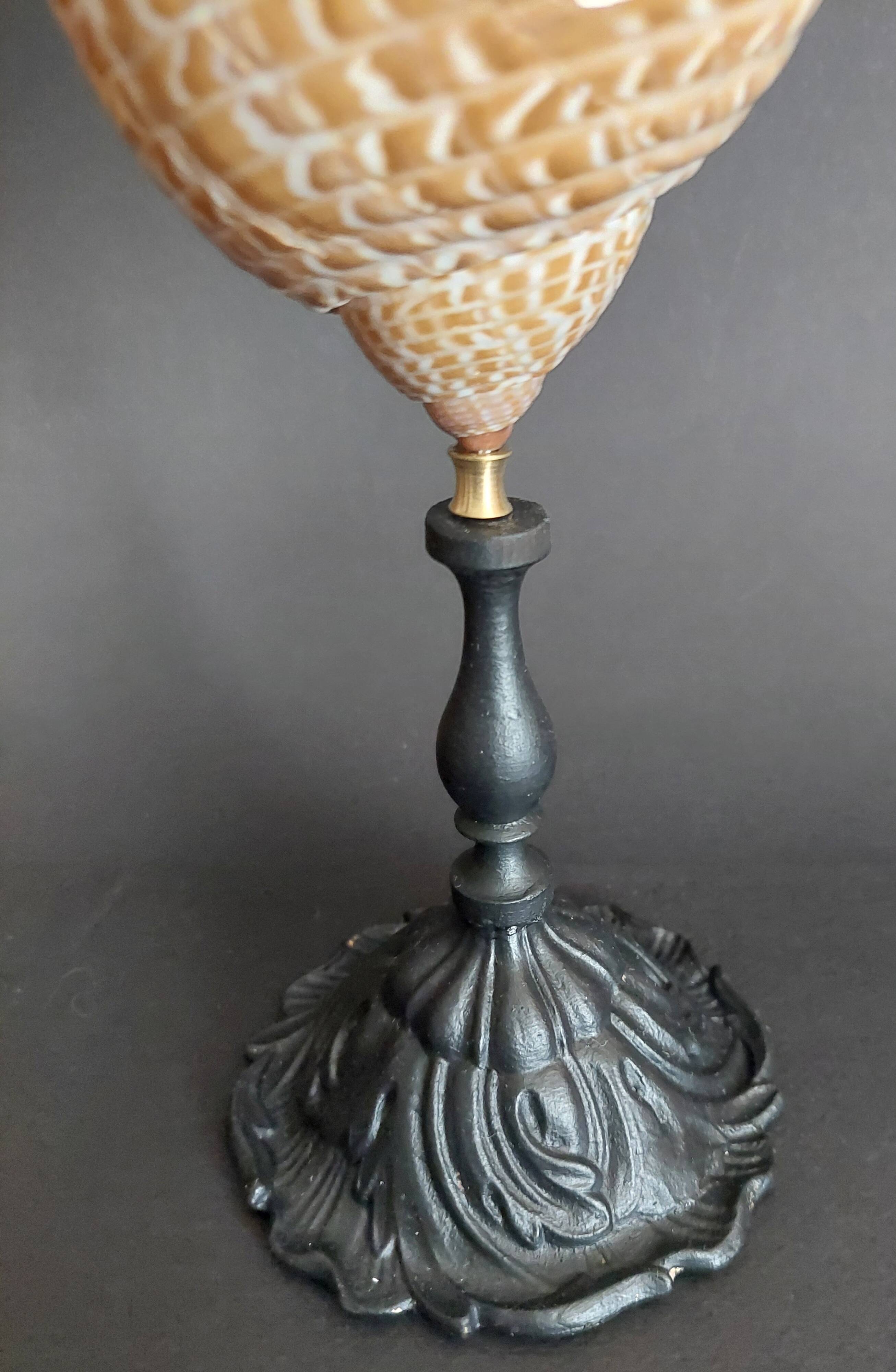 Cabinet of Curiosities tonna perdix shell on base