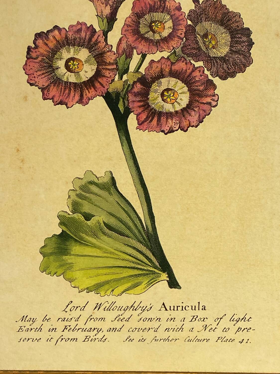 Botanical poster Auricula, after J.Duke