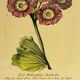 Botanical poster Auricula, after J.Duke
