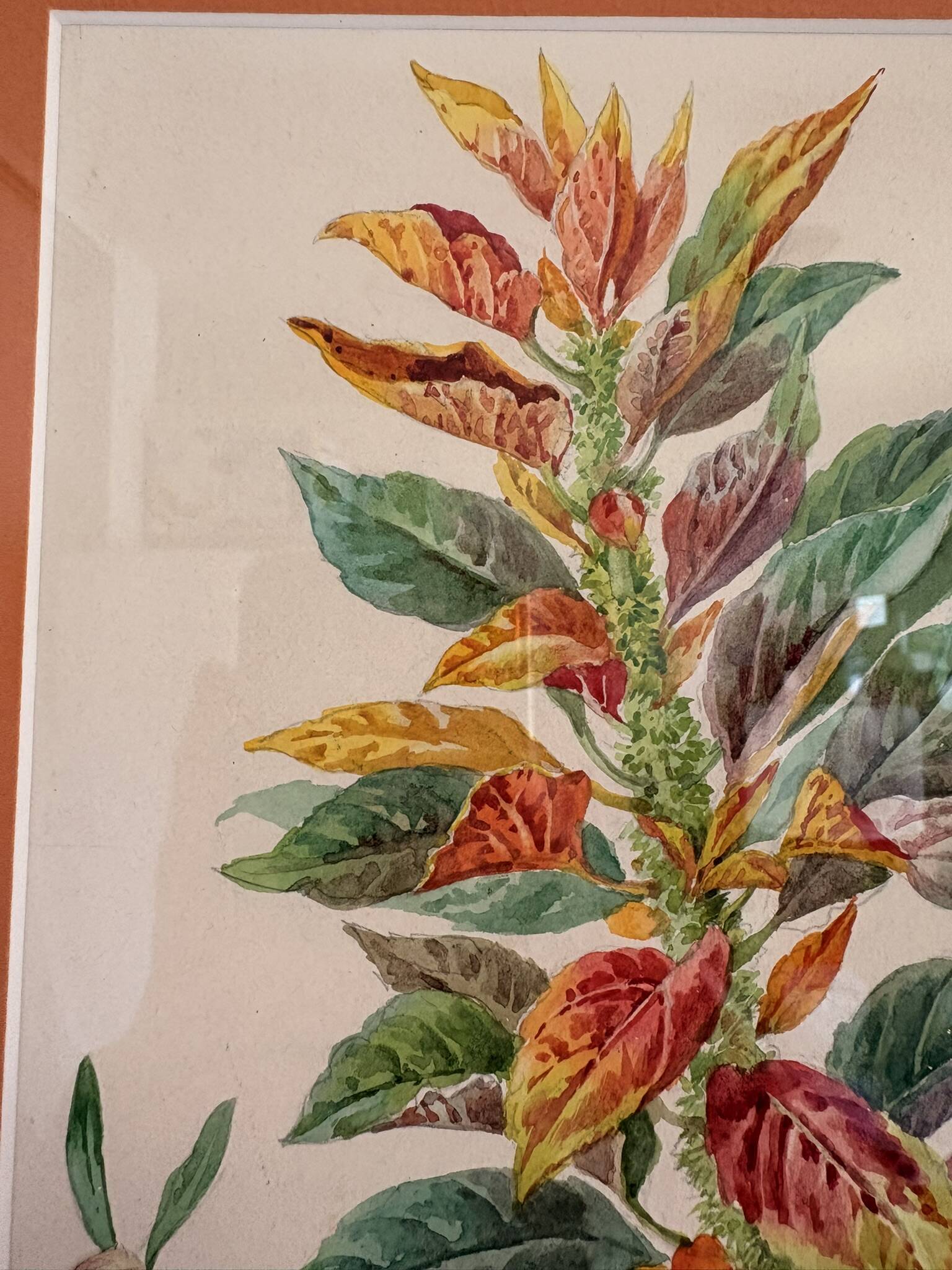 Tableau Aquarelle Iconographie Fleurs Naturalisme Amarante Tricolore Natura