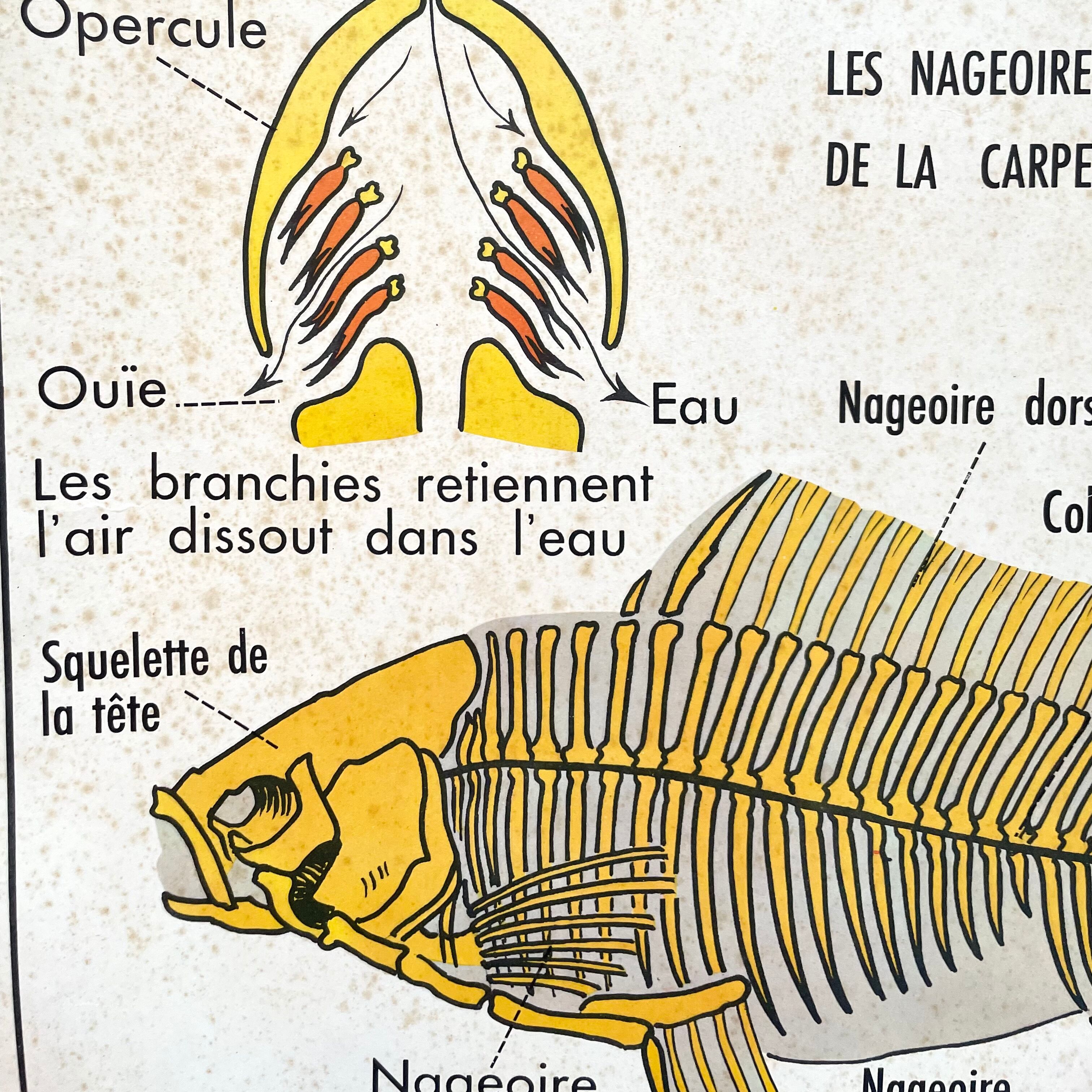 School poster the bee / The fish