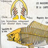 School poster the bee / The fish