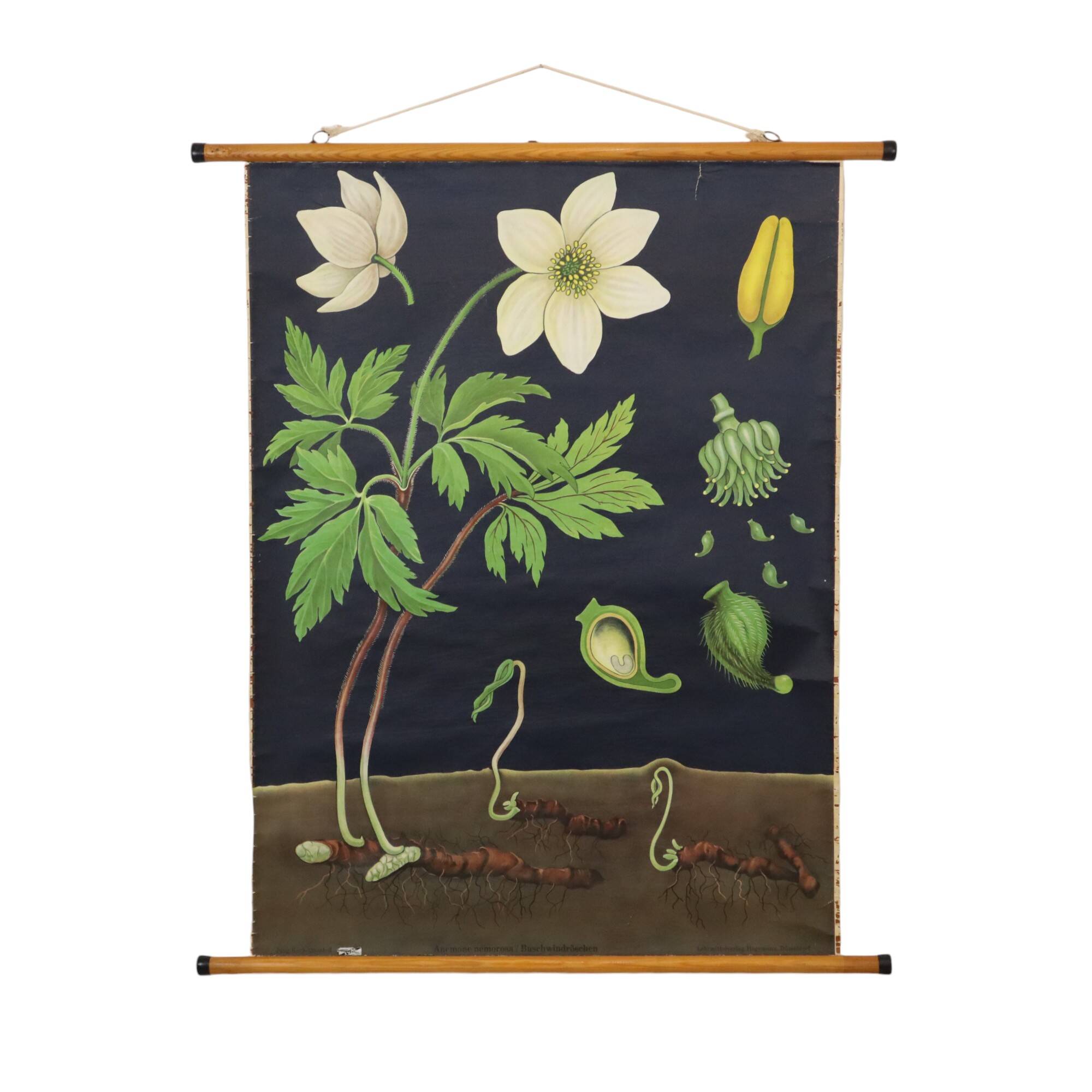 Grande carte scolaire vintage Anémone Jung Koch Quentell 117cm