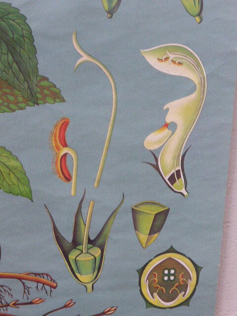 Botanical poster plant medicinal by Jung-Koch-Quentell, created in 1960, collector and vintage linen