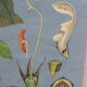 Botanical poster plant medicinal by Jung-Koch-Quentell, created in 1960, collector and vintage linen