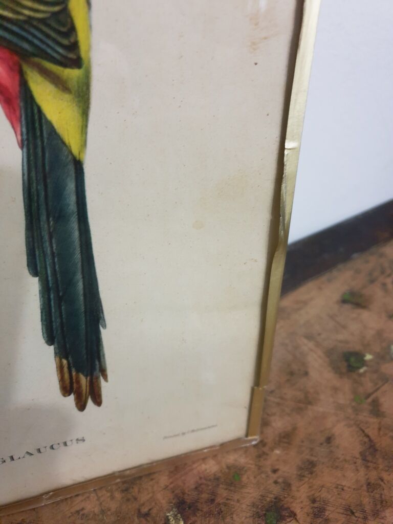 Table Bird illustration - The Toucan - Pteroglossus hypoglaucus