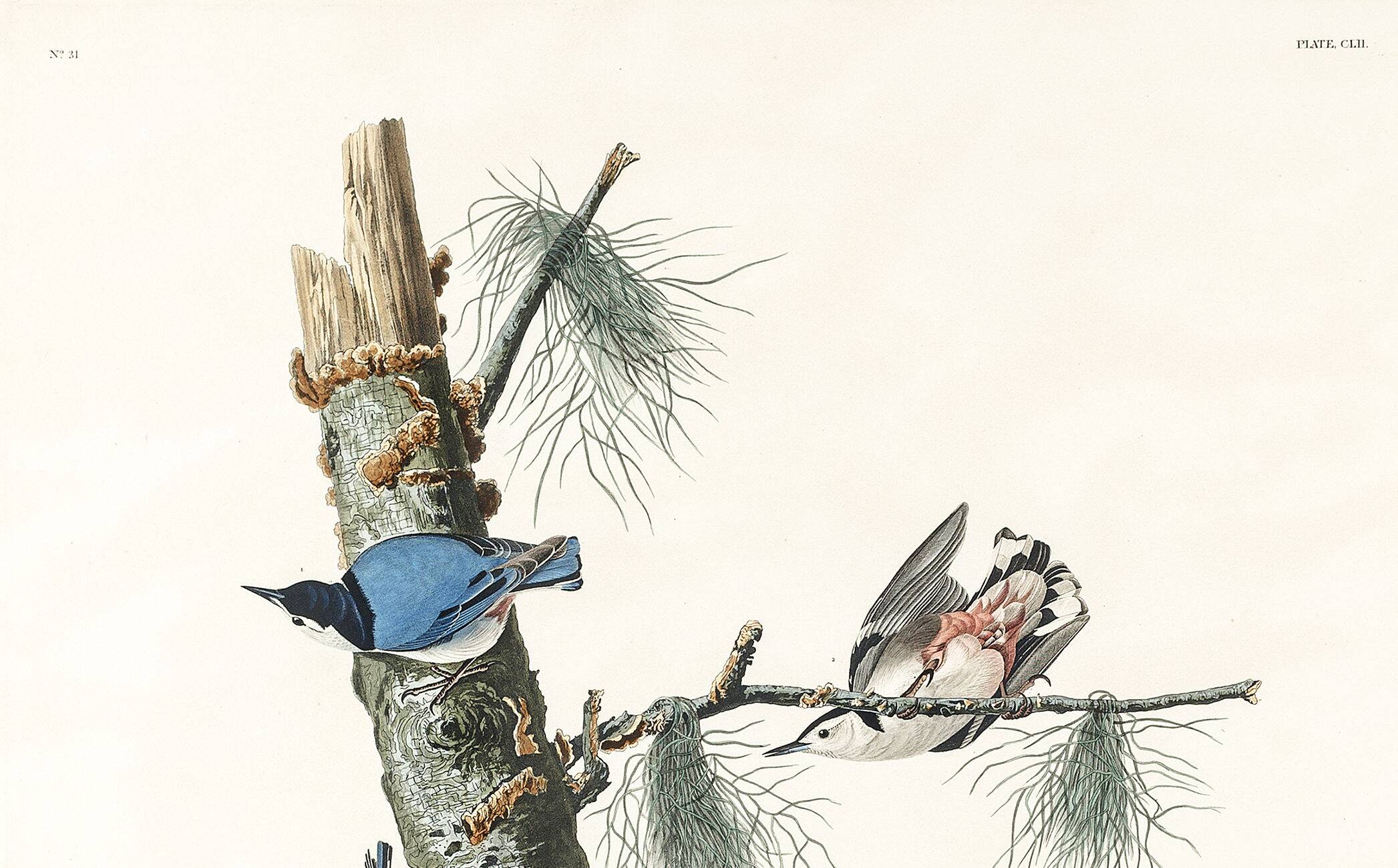 Poster about the White-breasted Nuthatch, after an old engraving