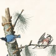 Affiche sur la Sittelle à poitrine blanche, d’après une gravure ancienne