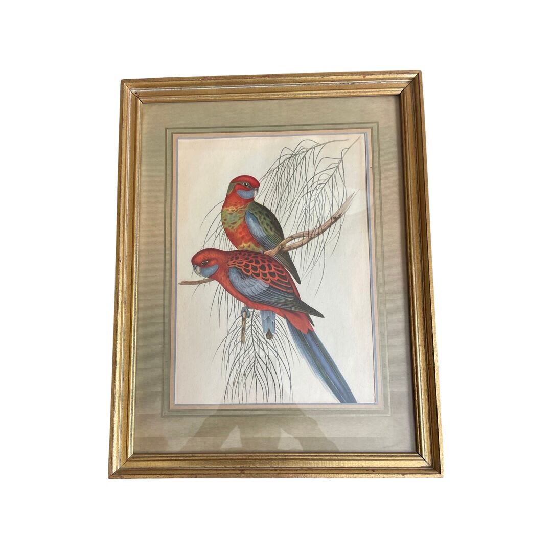 John Gould: Colored engraving of tropical parrots: Platycercus Pennantii