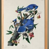 Poster about the Blue Jay, based on an old engraving from 1827.
