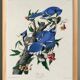 Poster about the Blue Jay, based on an old engraving from 1827.