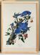 Affiche sur le Geai bleu, d’après une gravure ancienne de 1827.
