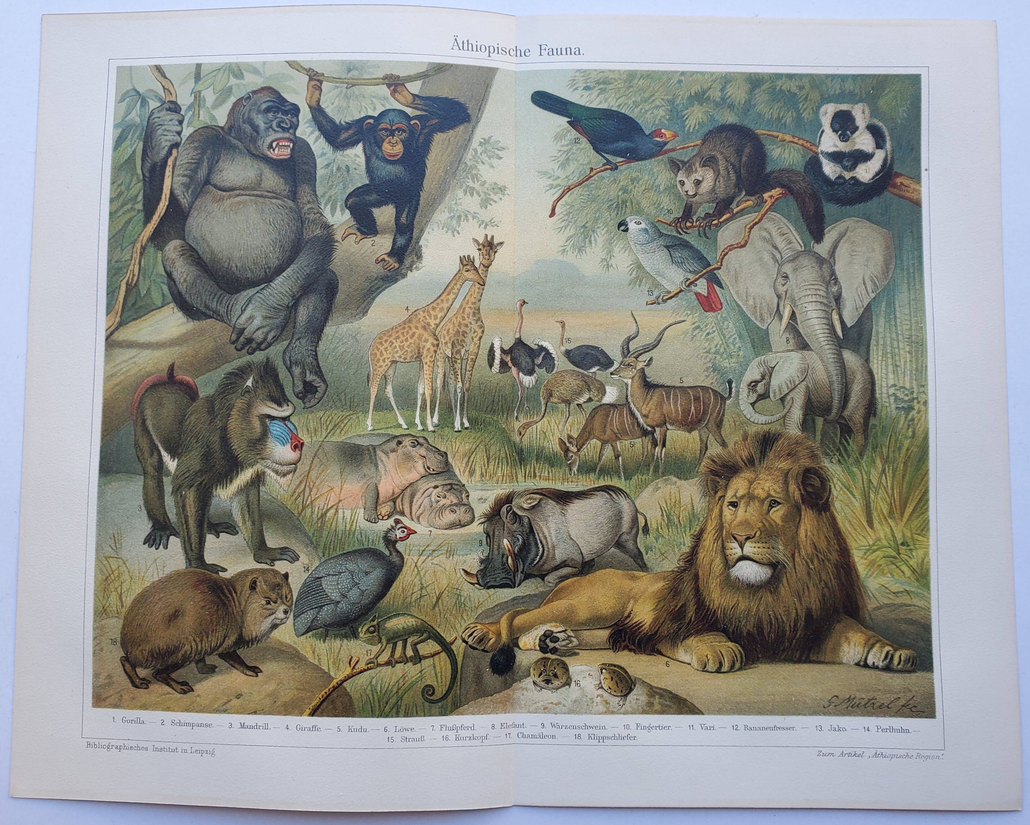 Antique engraving 1909 - Savannah fauna and animals. African lithograph