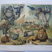 Antique engraving 1909 - Savannah fauna and animals. African lithograph