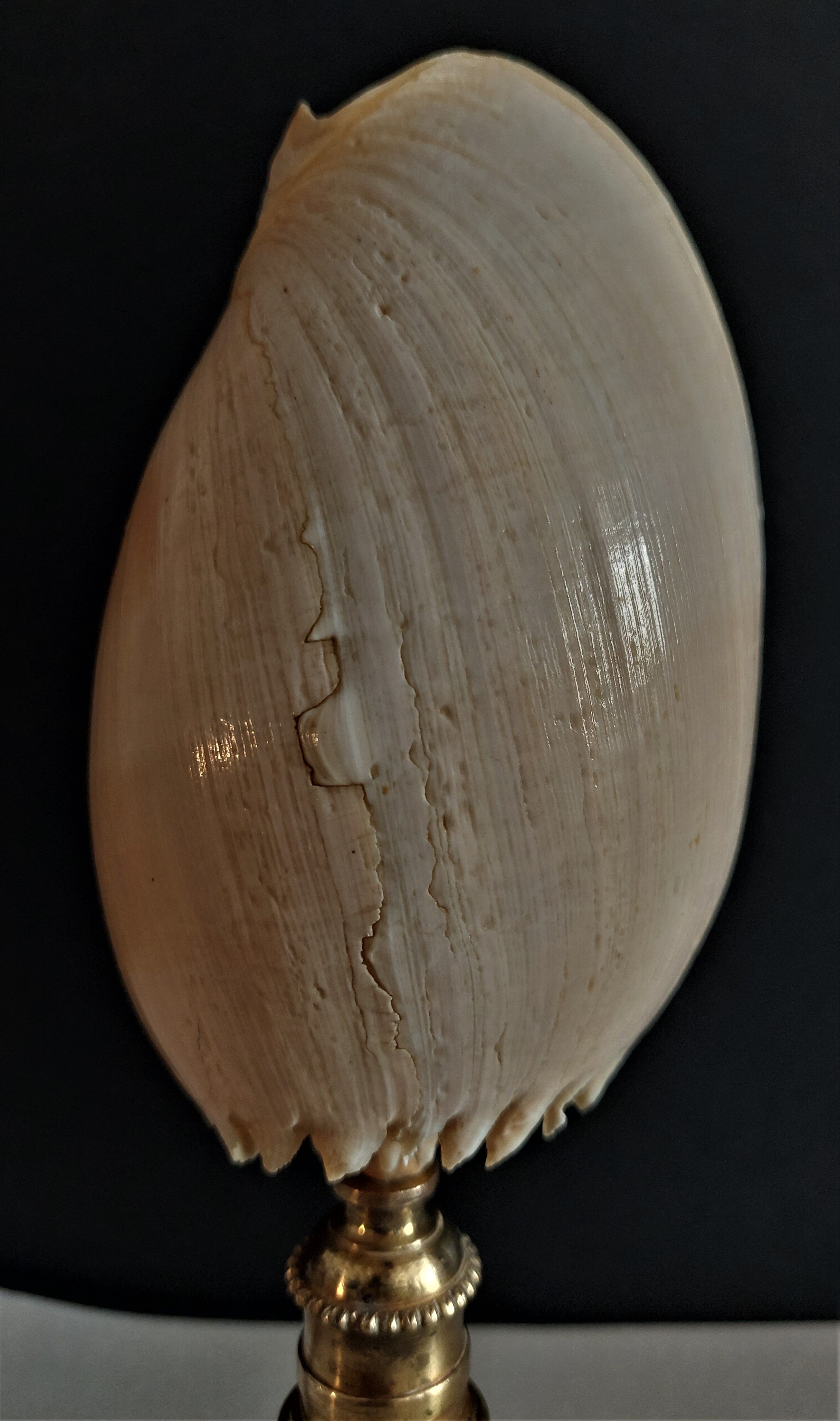 Cabinet of Curiosities shell melo broderipii on base