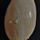 Cabinet of Curiosities shell melo broderipii on base