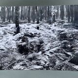 Silver gelatin photograph by Bernard Darot, 20th century, AFIAP Photo Club Nantais, in the forest