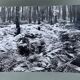 Photo argentique Bernard Darot XXe AFIAP Photo Club Nantais En Forêt