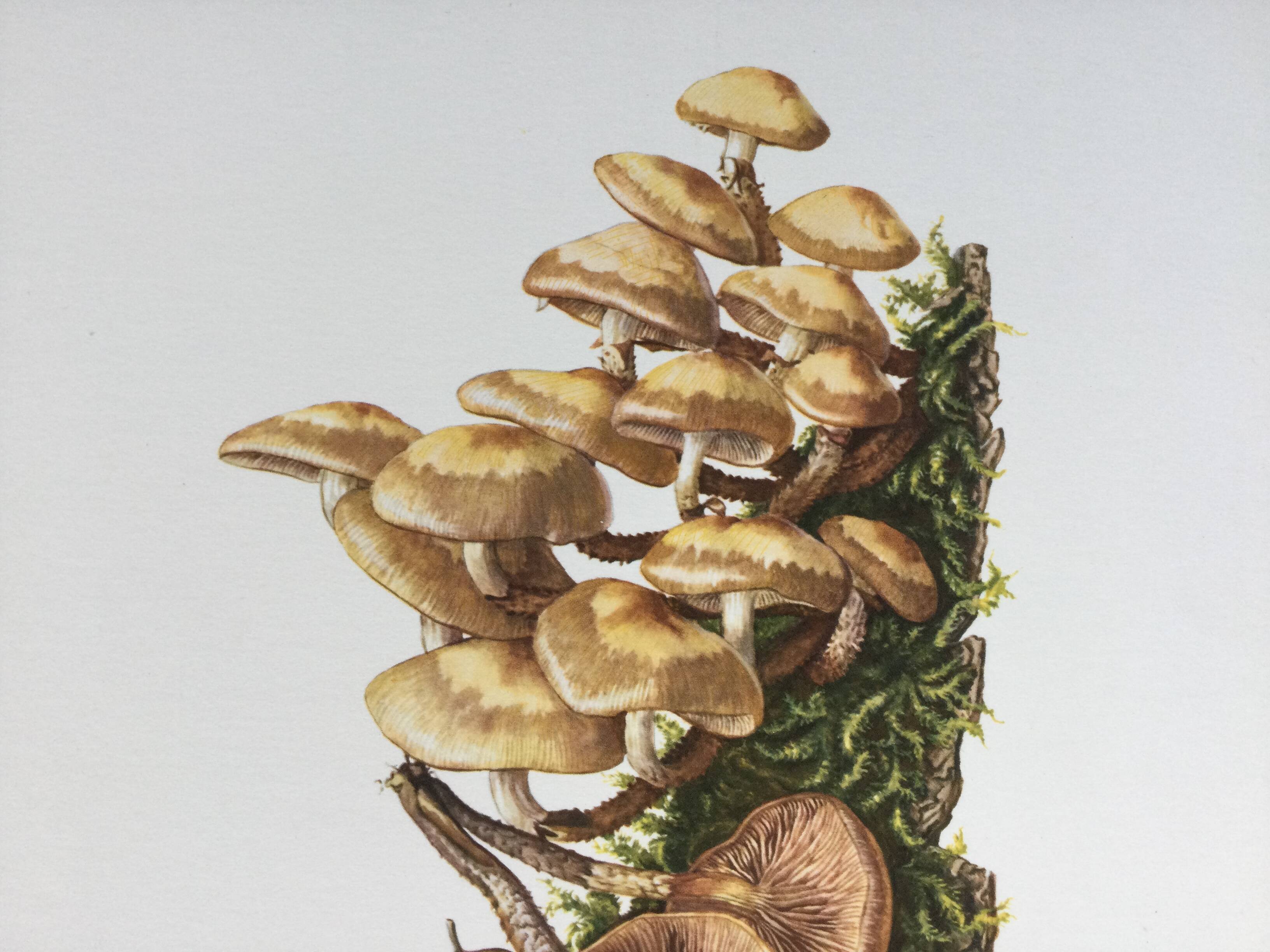 Botanical Illustration Mushrooms Pholiotidae Vintage Print 60s