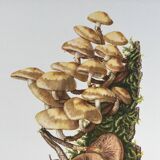 Botanical Illustration Mushrooms Pholiotidae Vintage Print 60s