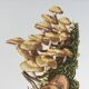 Botanical Illustration Mushrooms Pholiotidae Vintage Print 60s