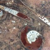 Erfoud stone coffee table with fossils