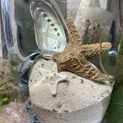 Pinched crystal vase engraved with vintage marine motifs