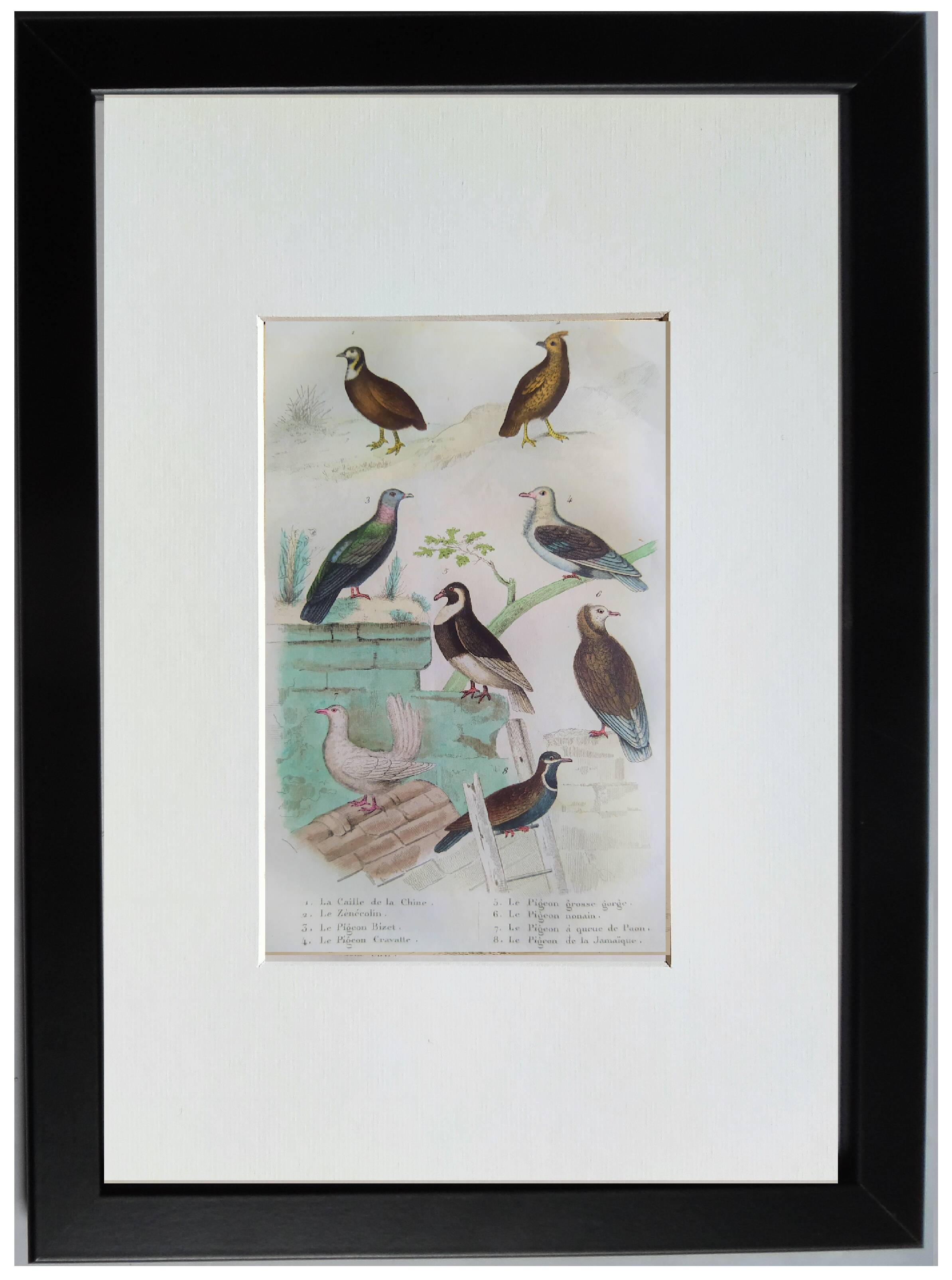 Set of 4 Ornithological plates Buffon 1838 "Lark, Quail, Tit, Troupial"