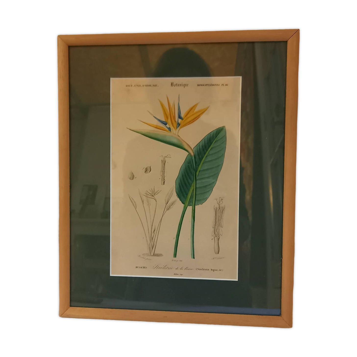 Old botanical plate, framed, representing a flower, queen's strétisia.