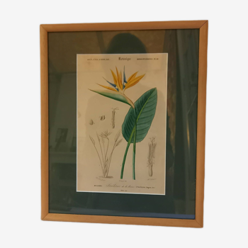 Old botanical plate, framed, representing a flower, queen's strétisia.