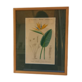 Old botanical plate, framed, representing a flower, queen's strétisia.