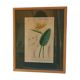 Old botanical plate, framed, representing a flower, queen's strétisia.