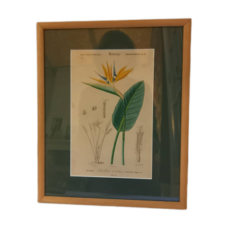 Old botanical plate, framed, representing a flower, queen's strétisia.
