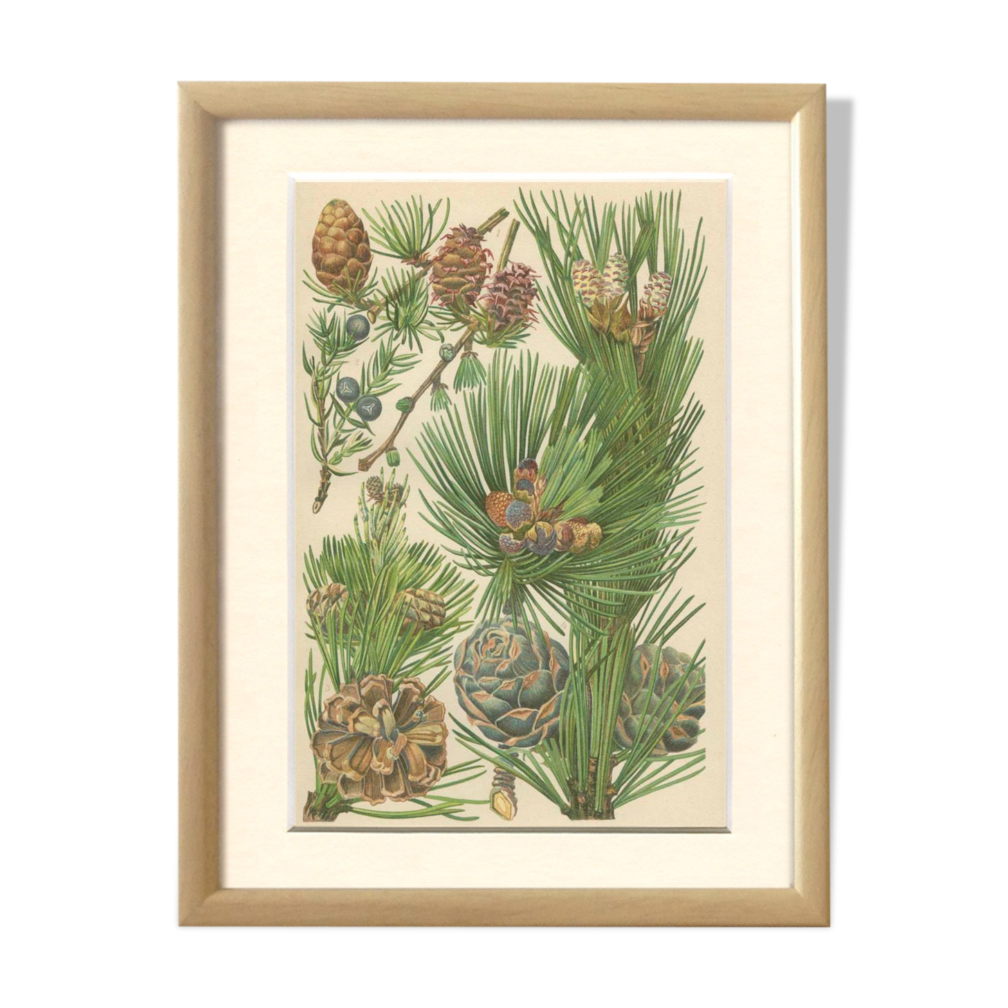 Coniferous, juniper, mountain pine, fir