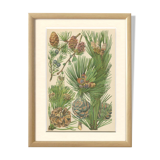 Coniferous, juniper, mountain pine, fir