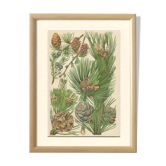 Coniferous, juniper, mountain pine, fir