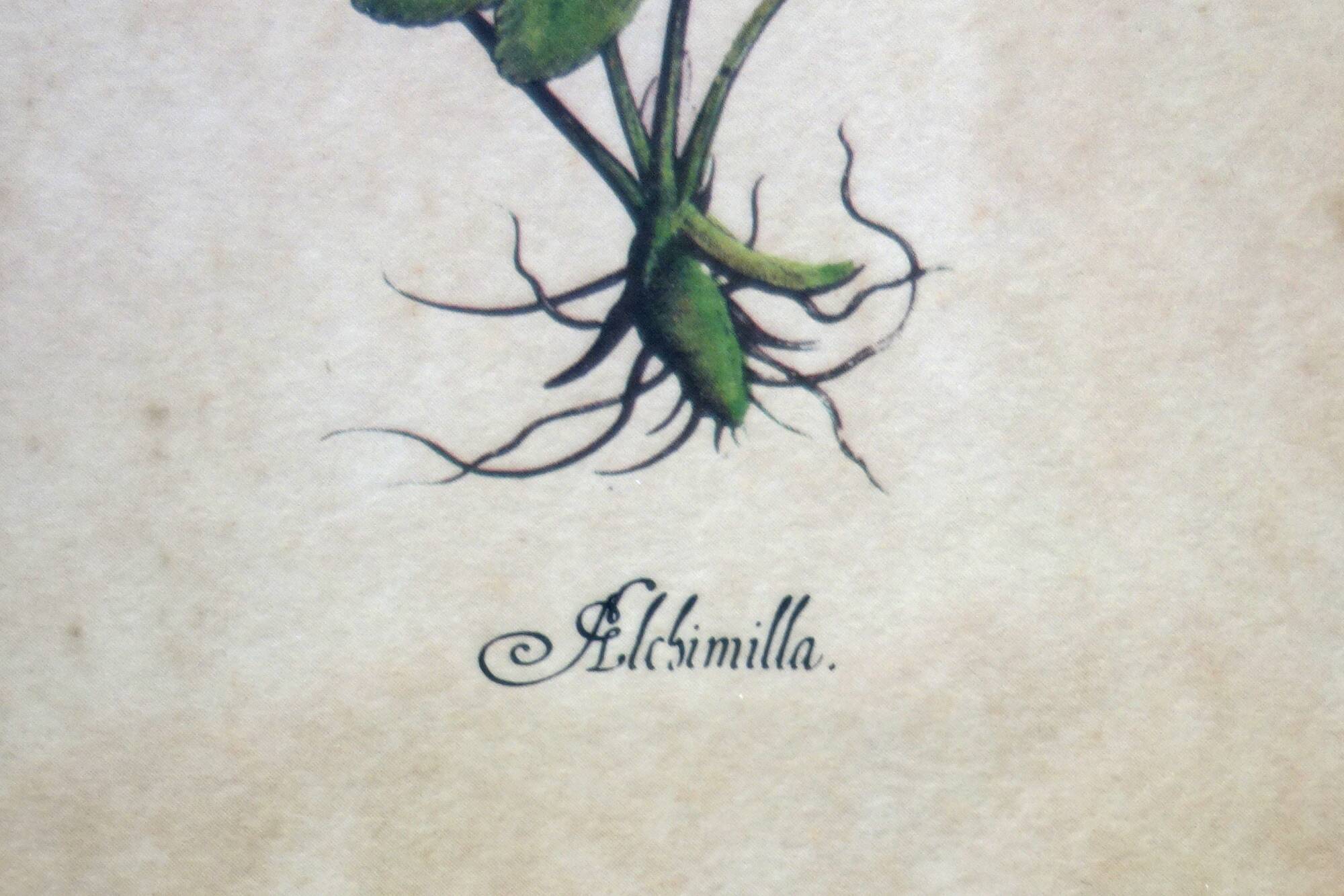 Set of 4 vintage plant botanical lithograph paintings