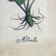 Set of 4 vintage plant botanical lithograph paintings
