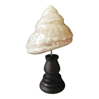 Coquillage astraea undosa, socle en bois foncé h: 18cm | cabinet de curiosité