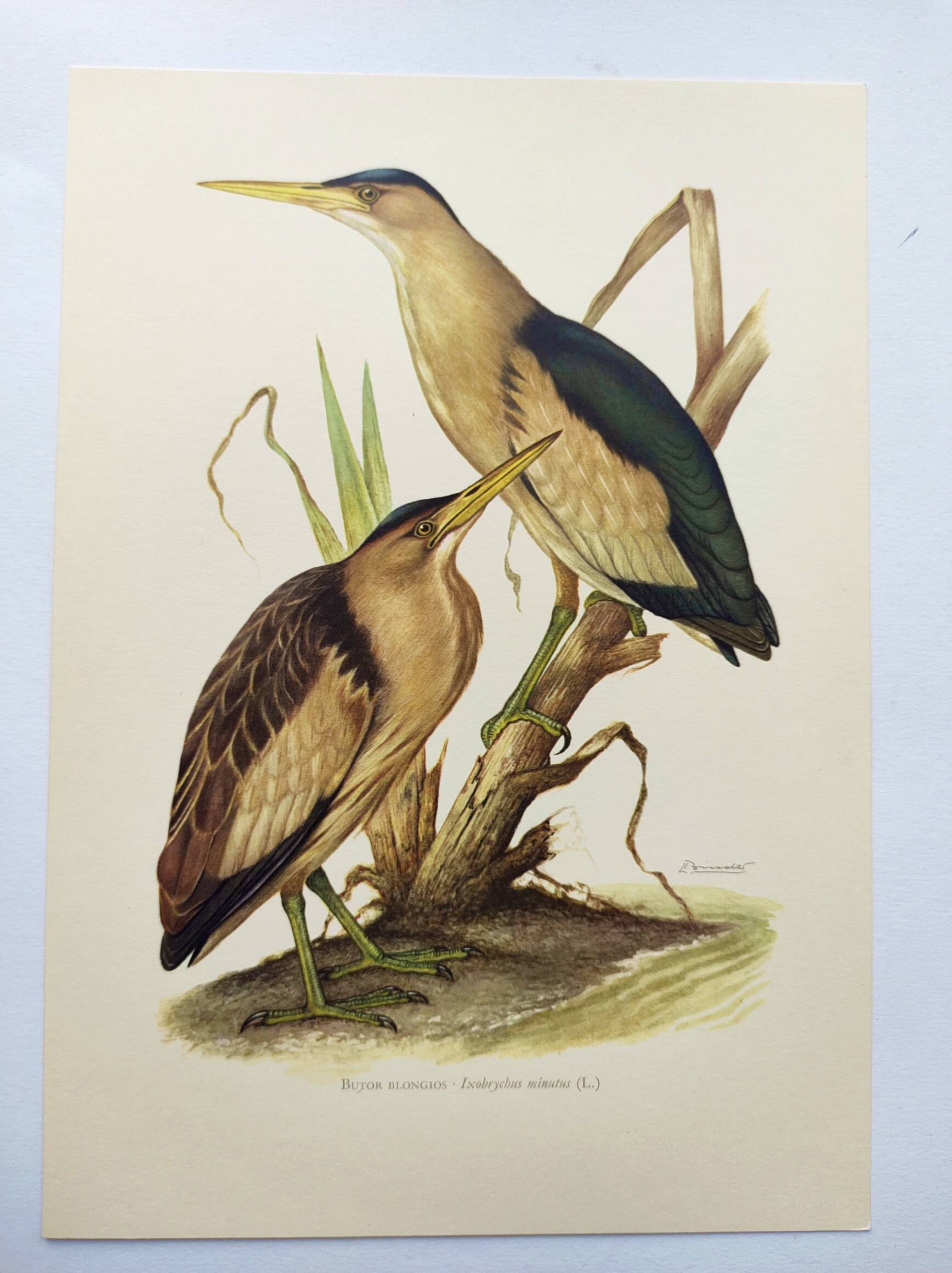 Old bird plate from the 1960s - Bittern - Zoological and ornithological illustration