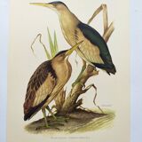 Old bird plate from the 1960s - Bittern - Zoological and ornithological illustration