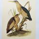 Old bird plate from the 1960s - Bittern - Zoological and ornithological illustration