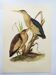 Old bird plate from the 1960s - Bittern - Zoological and ornithological illustration