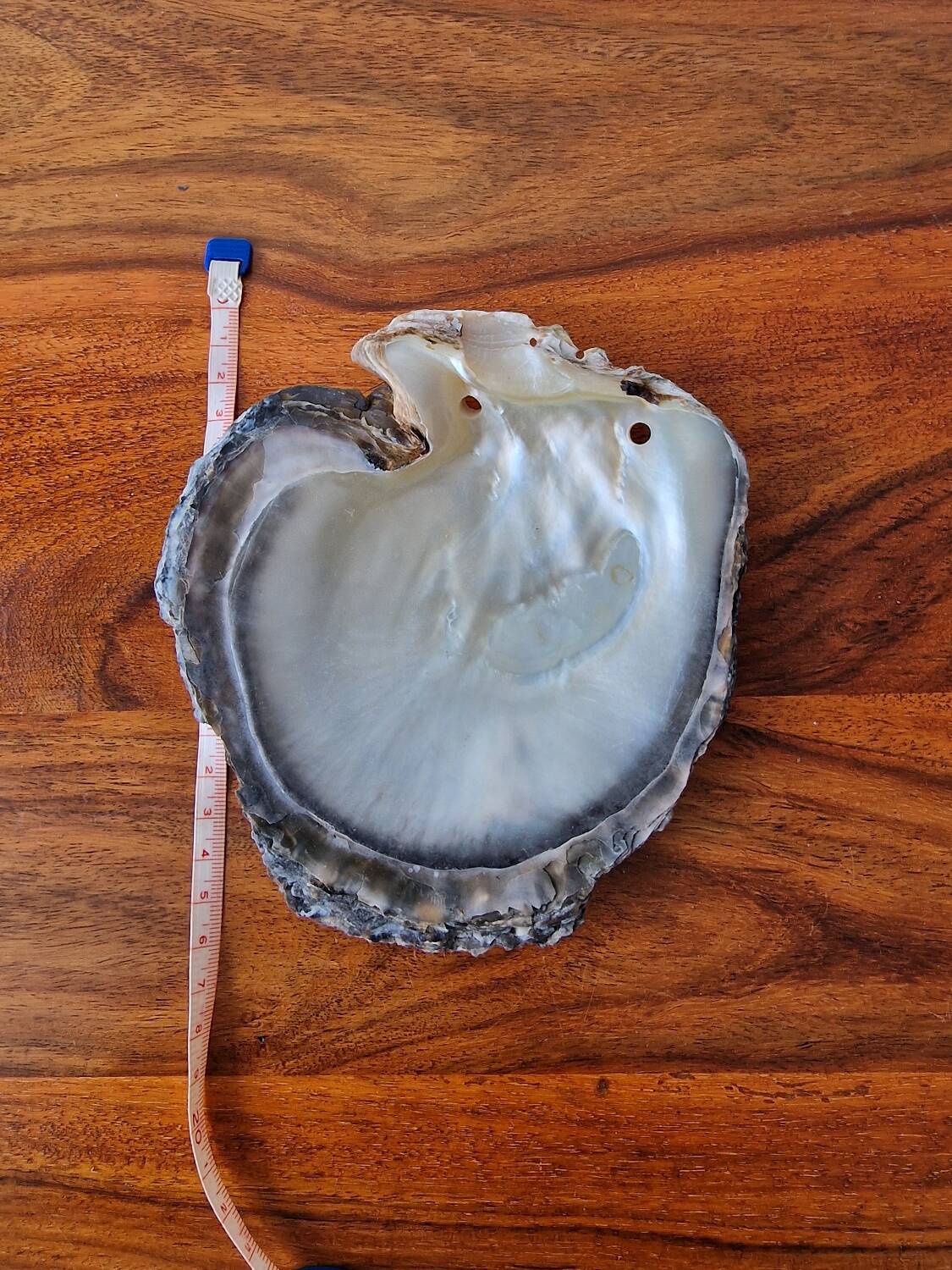 Vintage pearl oyster shell